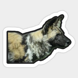 African Painted Dog Sticker